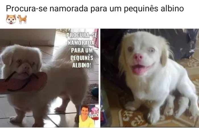 Pequinês albino procura namorada