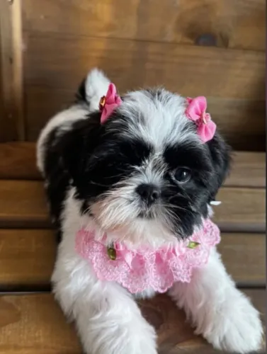 Fêmea Shih Tzu