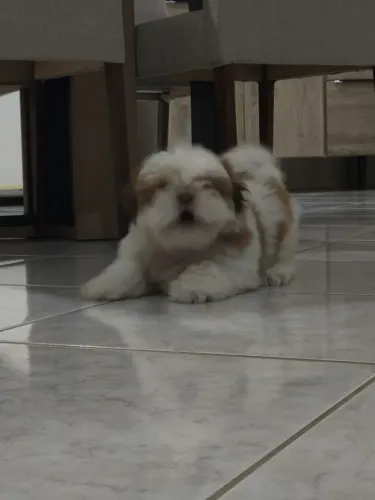 Shitzu 5 meses