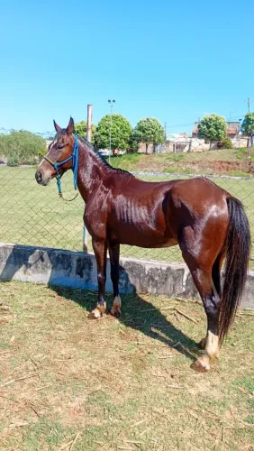 Égua