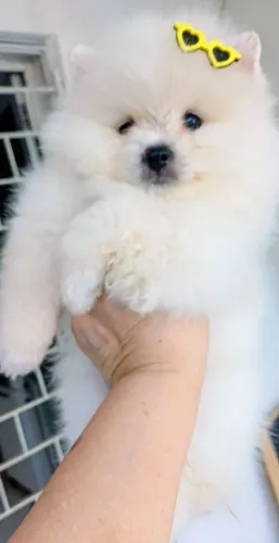 Spitz Alemao Lulu da Pomerânia 3000