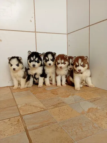Husky siberiano lindos filhotes pronta entrega