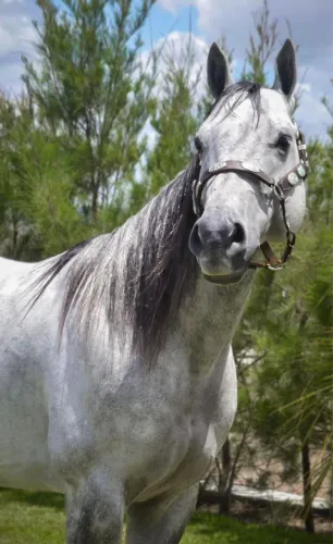 Cavalo QM puro com documento