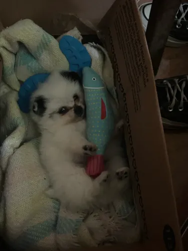 Lulu da Pomerania