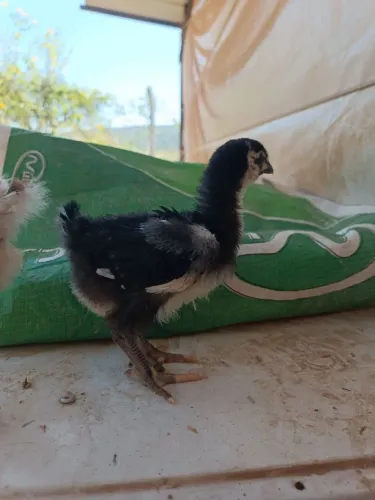 Pintinho GSB BALÃO SERTANEJO ÓTIMA GENÉTICA