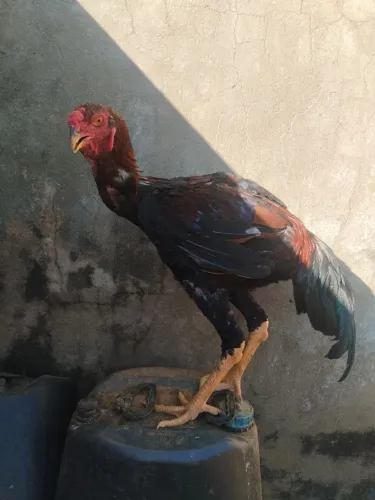 Frangos índio gigante 