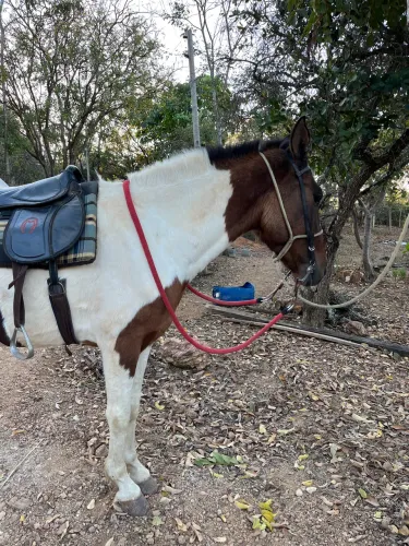 Cavalo Pampa