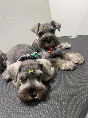 Lindos filhotes de Schnauzer miniatura disponíveis!