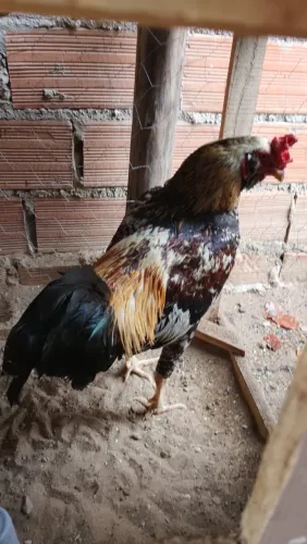 Galos