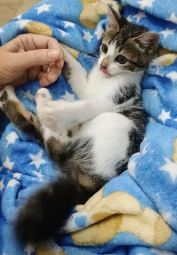 Gatinha para adoção testada e vermifugada
