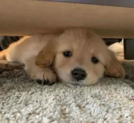 Filhotes de Golden retriever | Olhar que derrete qualquer um