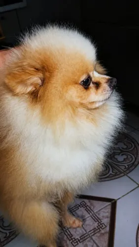 Macho com 3 anos anão. Venda
