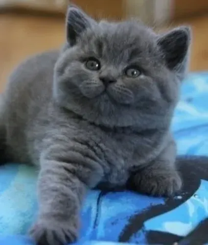 British Shorthair Filhotes de gatos blue machos e femeas