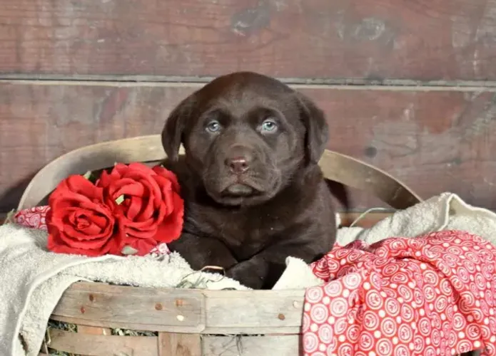Labrador lindíssimos! Fale comigo no WhatsApp e veja os filhotes!