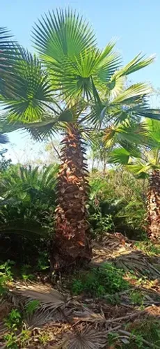 Palmeira Washingtonia 