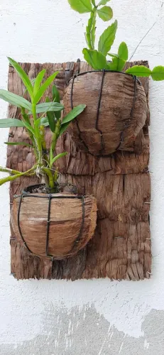 Placas dois Vasos de Coco para Plantas