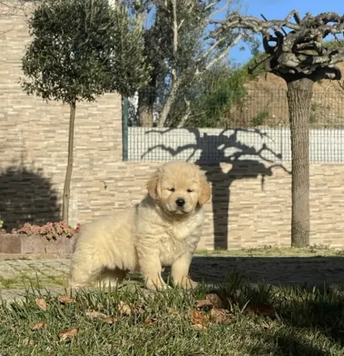 Golden Retriever O Cão Perfeito para Quem Busca um Amigo Fiel!