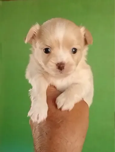 Chihuahua lindo e peludinho