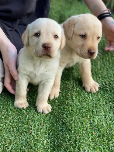 Labrador todas as cores