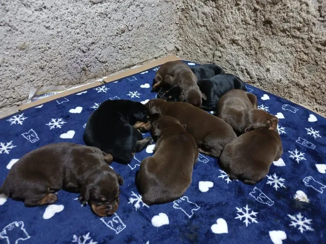 Doberman nova ninhada