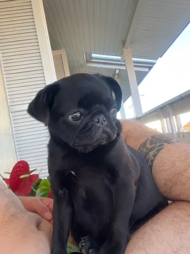 Vendo filhote de pug preta 