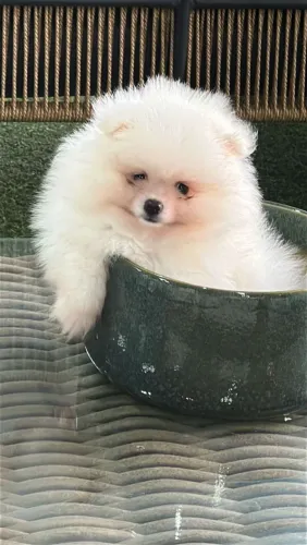 Spitz Alemão macho anão 2 meses. Explosão de fofura e perfeição!
