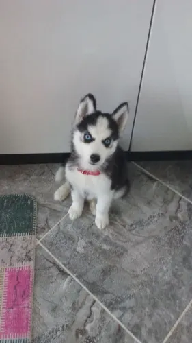 Husky Siberiano Filhote preto branco e olhos azul ?