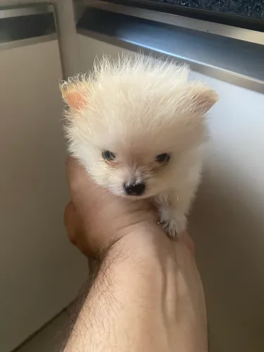 Filhote de Spitz alemão 