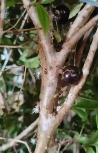 Árvores Frutíferas (produzindo) híbridas (Jabuticaba)