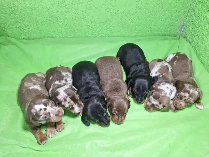 dachshund  arlequim 