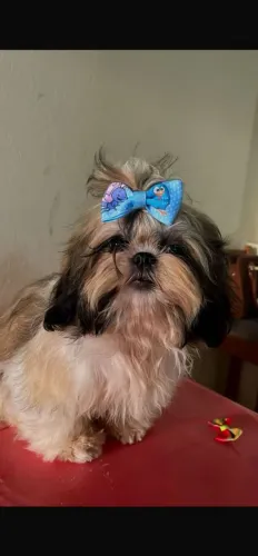 Vendo Shitzu fêmea.