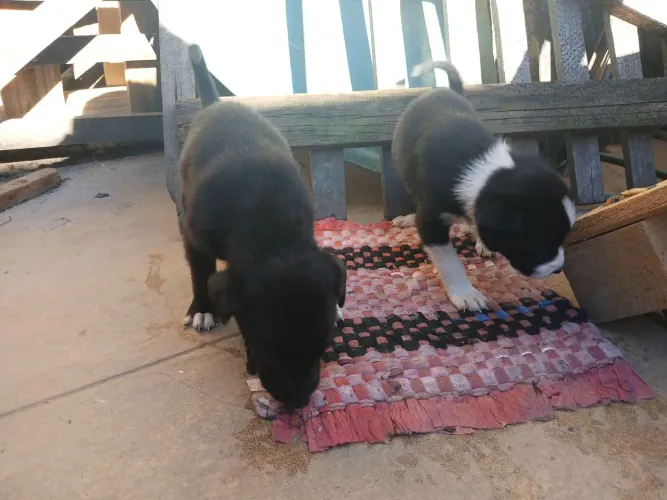 Lindos Filhotes para Doação - Pai Border Collie Puro e Mãe Vira-lata