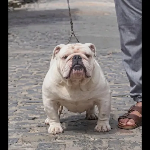 Buldogue