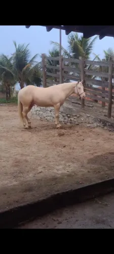 Cavalo a venda
