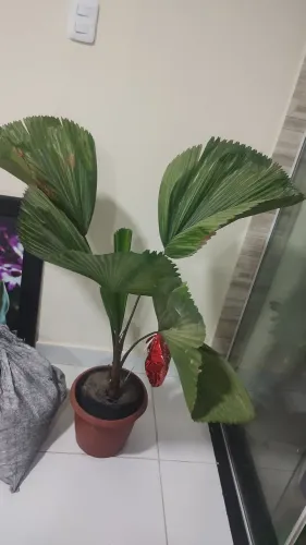 Palmeira leque