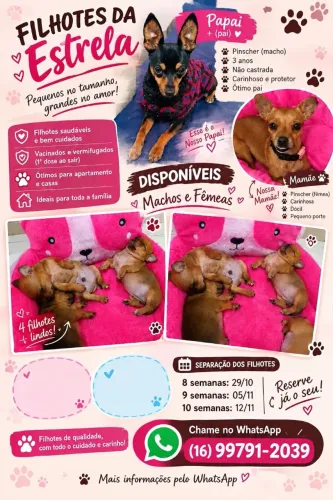 Pinschers número 1