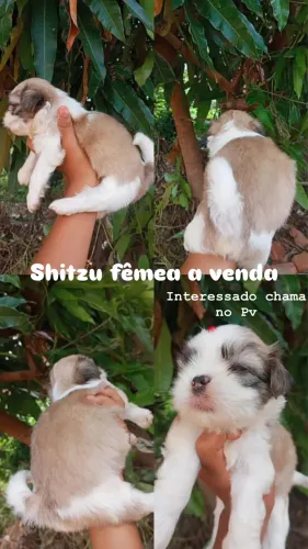 Shitzu fêmea 