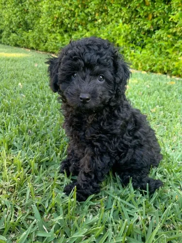 Poodle femea linda pra você hoje 