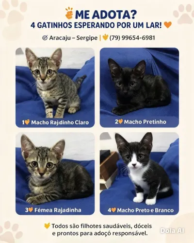 Doação de gatos