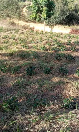 Chácara 500 pés de café 23 mil reais 