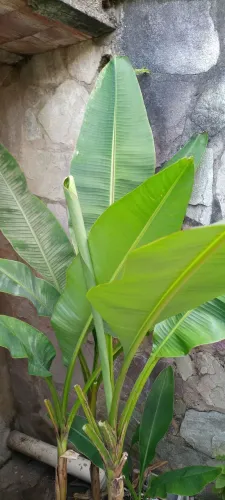 Bananeira de jardim4 mudas