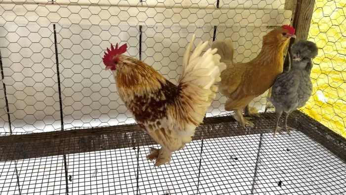 Belgian dourado casal