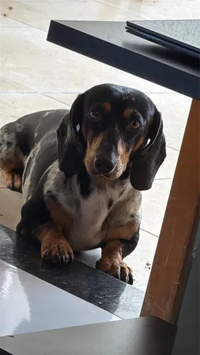Dachshund/ Cofap / salsicha está procurando uma namoradinha
