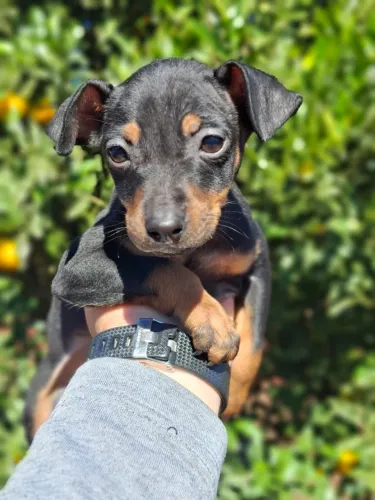 Pinscher número 1 fêmea 