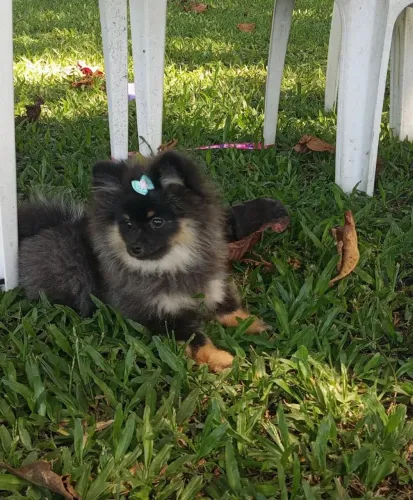 Vendo lindos filhotes de Spitz alemão anão 