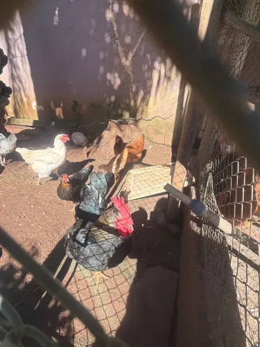 Vendo galo 