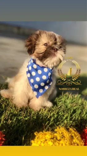 ShihTzu Lindo @CanilNobrezaReal