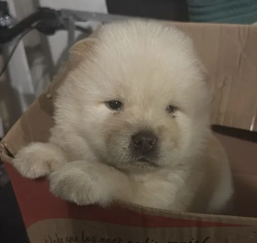Filhote chow chow