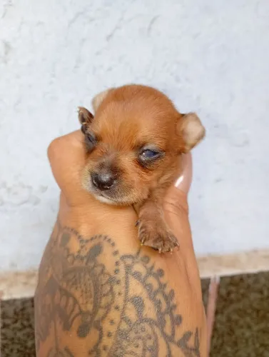 Pinscher 0