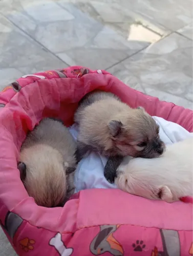 SPITZ ALEMÃO MACHINHO